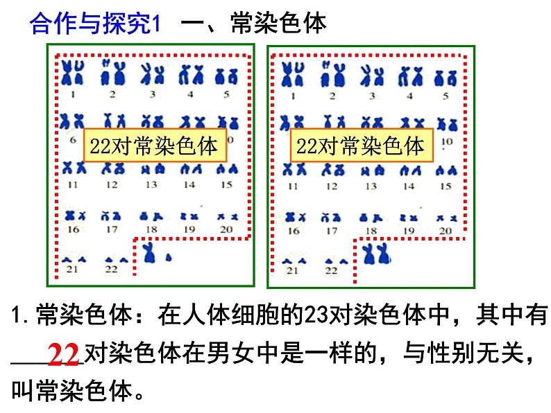 2023-2024学年八年级生物（北师大版）上册同步备课优质课件 20.4 性别和性别决定第3页