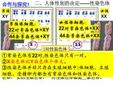 2023-2024学年八年级生物（北师大版）上册同步备课优质课件 20.4 性别和性别决定