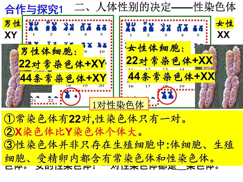 2023-2024学年八年级生物（北师大版）上册同步备课优质课件 20.4 性别和性别决定04