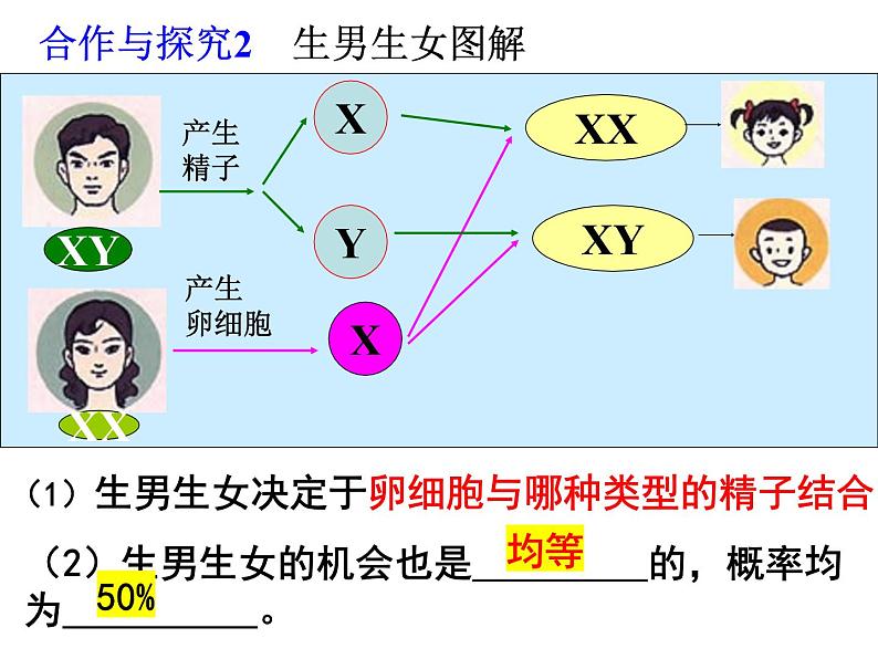 2023-2024学年八年级生物（北师大版）上册同步备课优质课件 20.4 性别和性别决定第7页