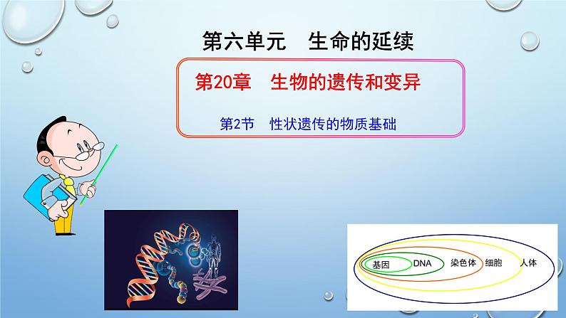 2023-2024学年八年级生物（北师大版）上册同步优质课件 第二十章第二节 性状遗传的物质基础02