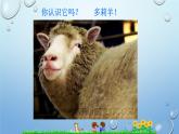 2023-2024学年八年级生物（北师大版）上册同步优质课件 第二十章第二节 性状遗传的物质基础