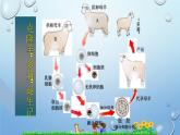 2023-2024学年八年级生物（北师大版）上册同步优质课件 第二十章第二节 性状遗传的物质基础