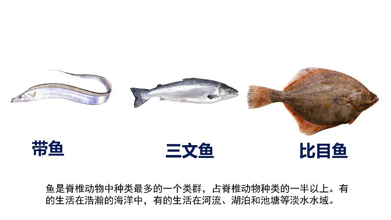 2023-2024学年八年级生物（人教版）上册同步备课系列 5.1.4 鱼（教学课件）07