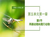 2023-2024学年八年级生物（人教版）上册同步备课系列 5.1.5 两栖动物和爬行动物（教学课件）