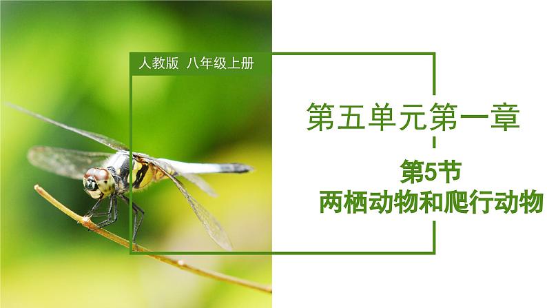 2023-2024学年八年级生物（人教版）上册同步备课系列 5.1.5 两栖动物和爬行动物（教学课件）01