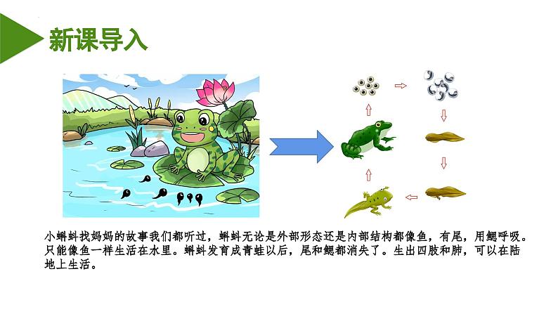 2023-2024学年八年级生物（人教版）上册同步备课系列 5.1.5 两栖动物和爬行动物（教学课件）03