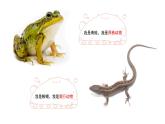 2023-2024学年八年级生物（人教版）上册同步备课系列 5.1.5 两栖动物和爬行动物（教学课件）