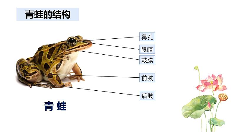 2023-2024学年八年级生物（人教版）上册同步备课系列 5.1.5 两栖动物和爬行动物（教学课件）06