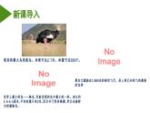 2023-2024学年八年级生物（人教版）上册同步备课系列 5.1.6 鸟（教学课件）
