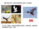 2023-2024学年八年级生物（人教版）上册同步备课系列 5.1.6 鸟（教学课件）