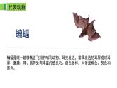 2023-2024学年八年级生物（人教版）上册同步备课系列 5.1.7 哺乳动物（教学课件）