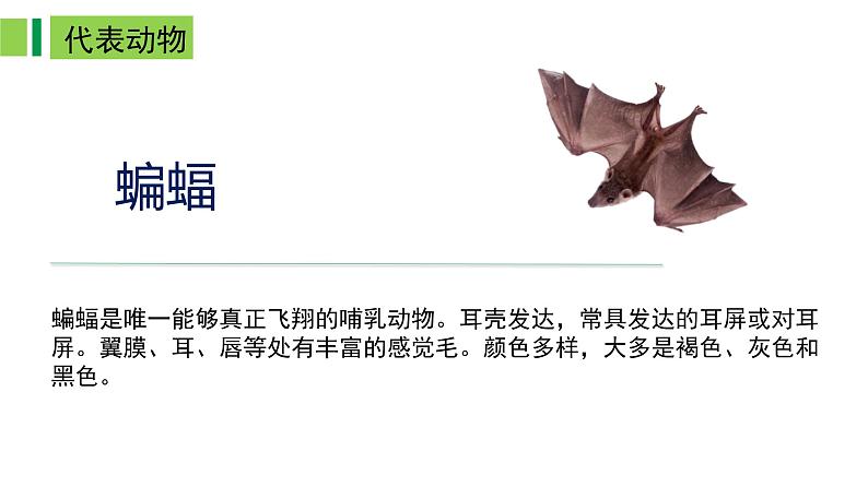 2023-2024学年八年级生物（人教版）上册同步备课系列 5.1.7 哺乳动物（教学课件）04