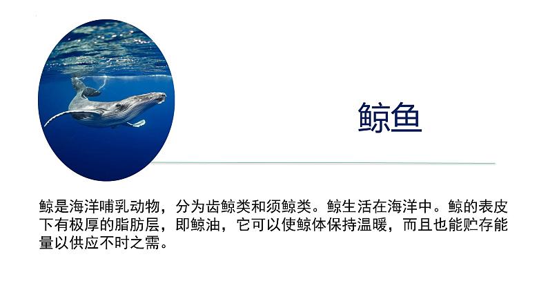 2023-2024学年八年级生物（人教版）上册同步备课系列 5.1.7 哺乳动物（教学课件）05