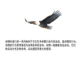 2023-2024学年八年级生物（人教版）上册同步备课系列 5.2.1 动物的运动（教学课件）