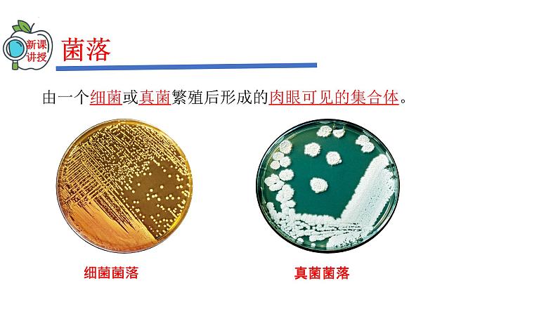 2023-2024学年八年级生物（人教版）上册同步精品课件 5.4.1 细菌和真菌的分布第4页