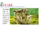 2023-2024学年八年级生物（人教版）上册同步精品课件 5.4.3 真菌