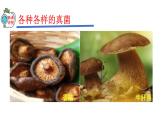 2023-2024学年八年级生物（人教版）上册同步精品课件 5.4.3 真菌
