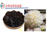 2023-2024学年八年级生物（人教版）上册同步精品课件 5.4.3 真菌
