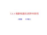 2023-2024学年八年级生物（人教版）上册同步精品课件 5.4.4 细菌和真菌在自然界中的作用