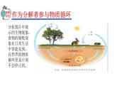 2023-2024学年八年级生物（人教版）上册同步精品课件 5.4.4 细菌和真菌在自然界中的作用