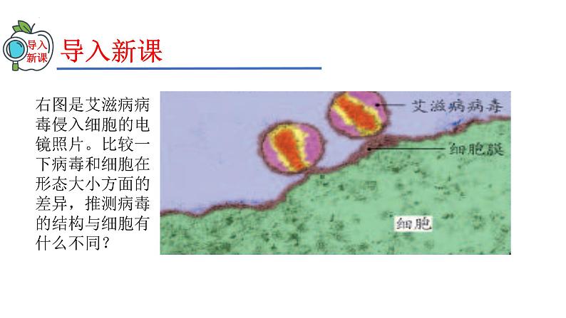 2023-2024学年八年级生物（人教版）上册同步精品课件 5.5 病毒03