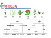 2023-2024学年八年级生物（人教版）上册同步精品课件 6.1.1 尝试对生物进行分类