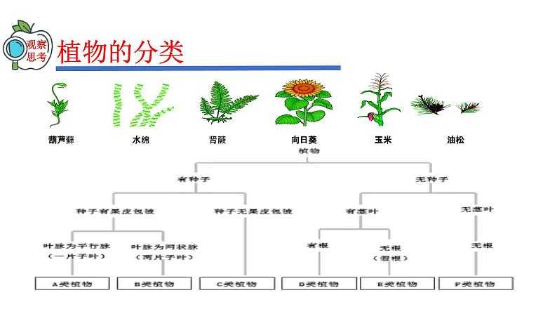 2023-2024学年八年级生物（人教版）上册同步精品课件 6.1.1 尝试对生物进行分类04