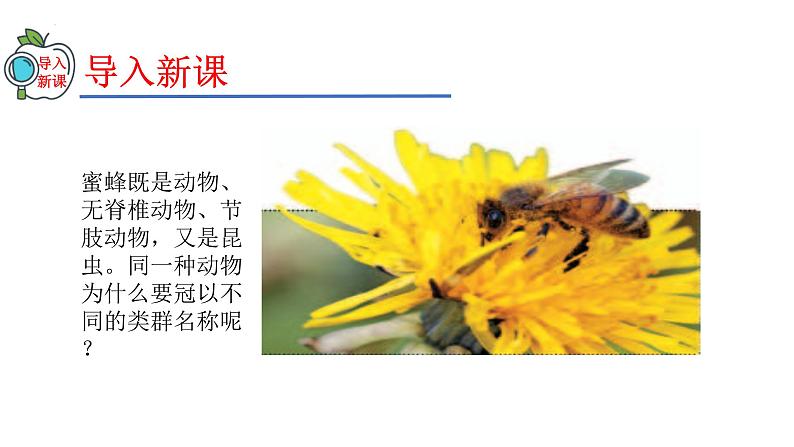 2023-2024学年八年级生物（人教版）上册同步精品课件 6.1.2 从种到界03