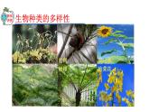2023-2024学年八年级生物（人教版）上册同步精品课件 6.2 认识生物的多样性