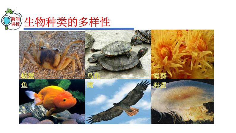 2023-2024学年八年级生物（人教版）上册同步精品课件 6.2 认识生物的多样性第6页