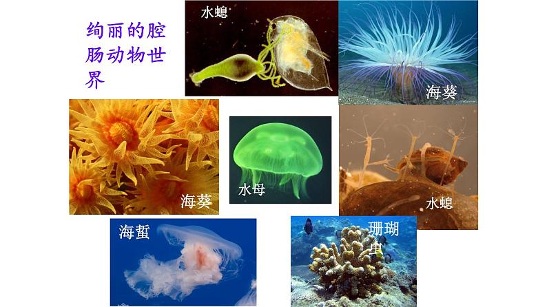 2023-2024学年八年级生物（人教版）上册同步课堂 5.1.1 腔肠动物和扁形动物（课件）第5页