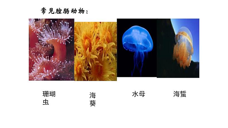 2023-2024学年八年级生物（人教版）上册同步课堂 5.1.1 腔肠动物和扁形动物（课件）第6页