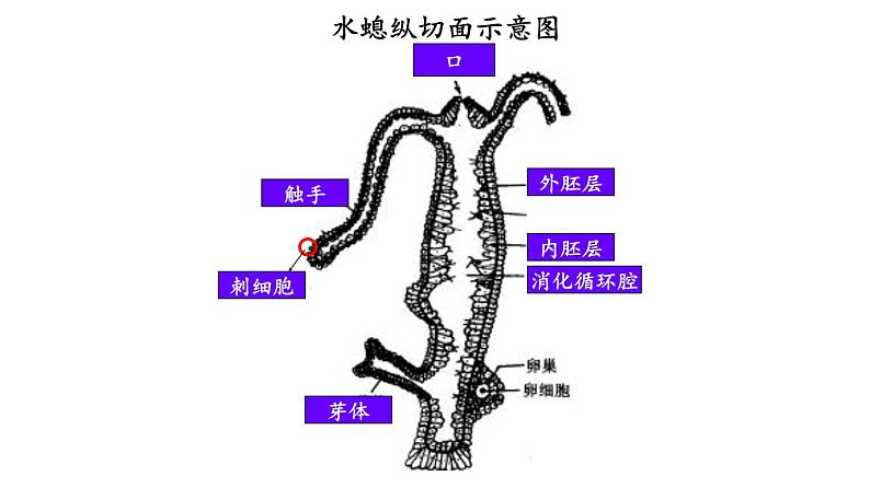 2023-2024学年八年级生物（人教版）上册同步课堂 5.1.1 腔肠动物和扁形动物（课件）第8页