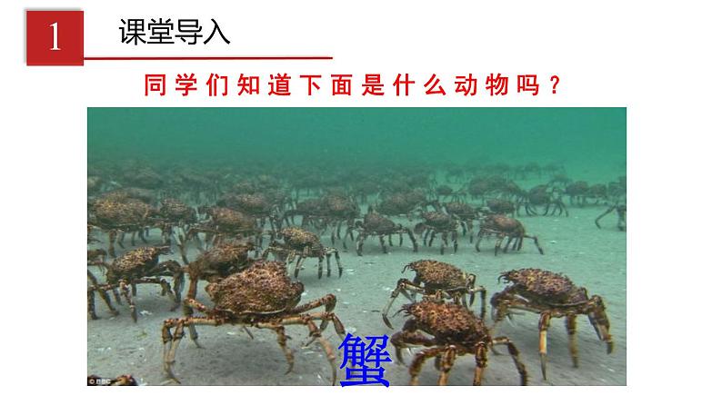 2023-2024学年八年级生物（人教版）上册同步课堂 5.1.3 软体动物和节肢动物（课件）03