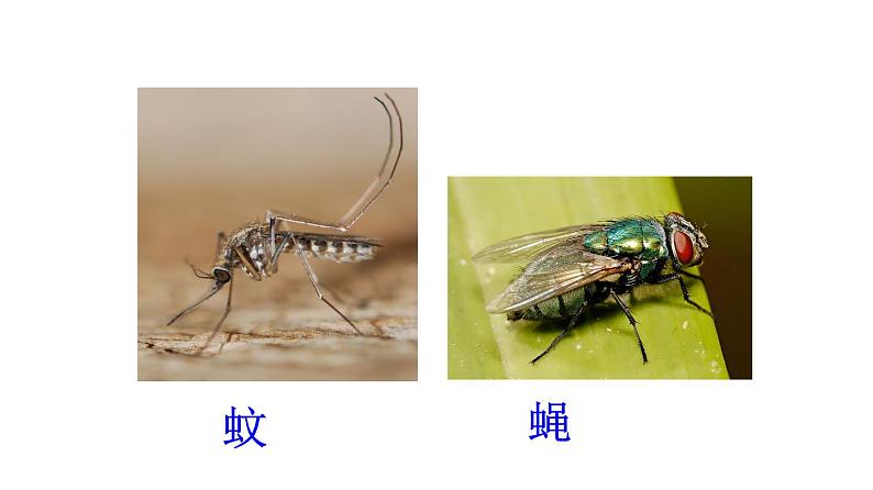 2023-2024学年八年级生物（人教版）上册同步课堂 5.1.3 软体动物和节肢动物（课件）04