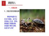 2023-2024学年八年级生物（人教版）上册同步课堂 5.1.5 两栖动物和爬行动物（课件）