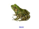 2023-2024学年八年级生物（人教版）上册同步课堂 5.1.5 两栖动物和爬行动物（课件）