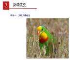 2023-2024学年八年级生物（人教版）上册同步课堂 5.1.6 鸟（课件）
