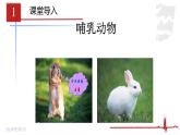 2023-2024学年八年级生物（人教版）上册同步课堂 5.1.7 哺乳动物（课件）