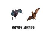2023-2024学年八年级生物（人教版）上册同步课堂 5.1.7 哺乳动物（课件）