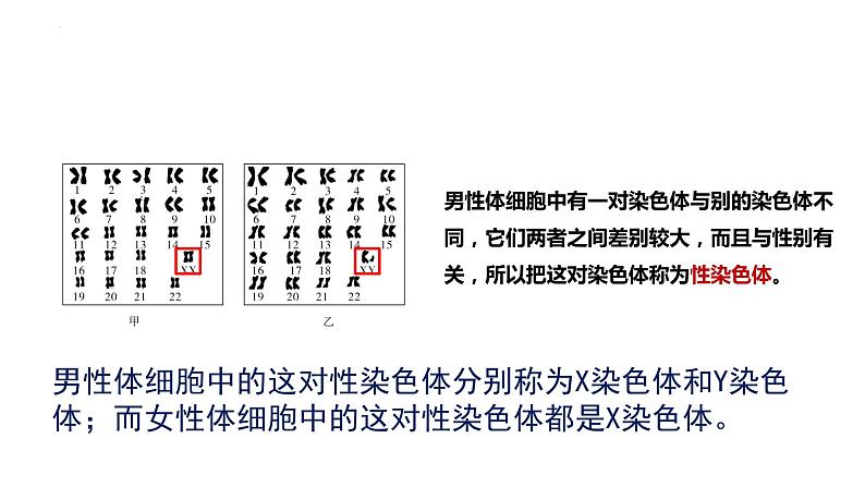 2023-2024学年八年级生物（人教版）下册同步备课系列 7.2.4 人的性别遗传（教学课件）第6页