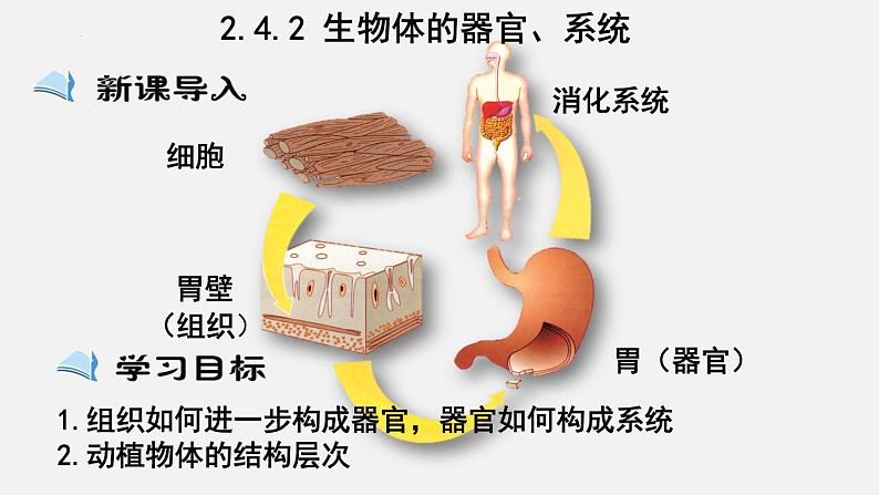 2023-2024学年七年级生物（北师大版）上册备课无忧 2.4.2 生物体的器官、系统（课件）01