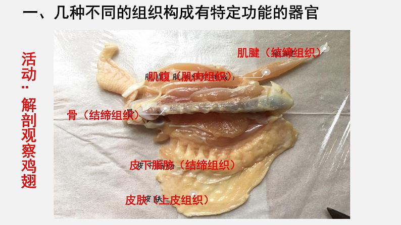 2023-2024学年七年级生物（北师大版）上册备课无忧 2.4.2 生物体的器官、系统（课件）03