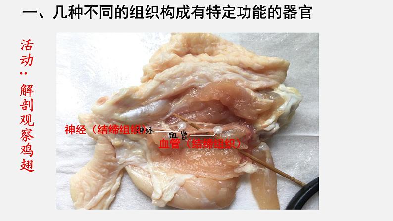 2023-2024学年七年级生物（北师大版）上册备课无忧 2.4.2 生物体的器官、系统（课件）04