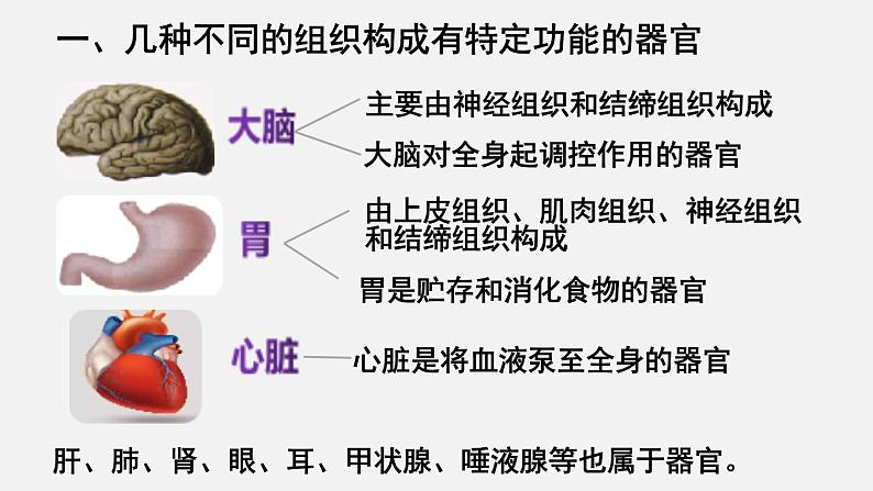 2023-2024学年七年级生物（北师大版）上册备课无忧 2.4.2 生物体的器官、系统（课件）06