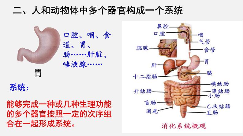 2023-2024学年七年级生物（北师大版）上册备课无忧 2.4.2 生物体的器官、系统（课件）07