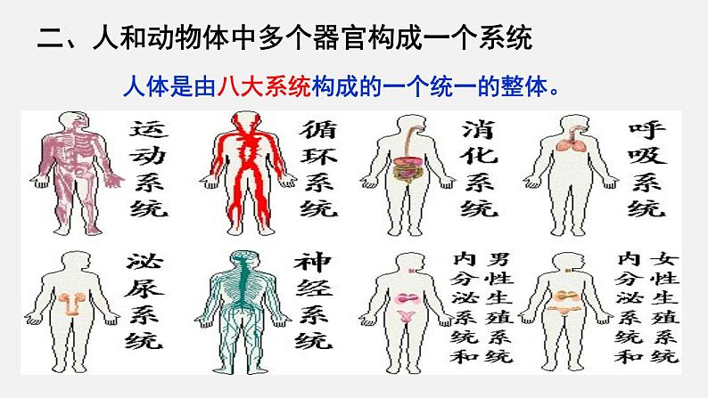 2023-2024学年七年级生物（北师大版）上册备课无忧 2.4.2 生物体的器官、系统（课件）08