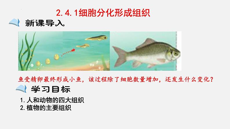 2023-2024学年七年级生物（北师大版）上册备课无忧 2.4.1 细胞分化形成组织（课件）01