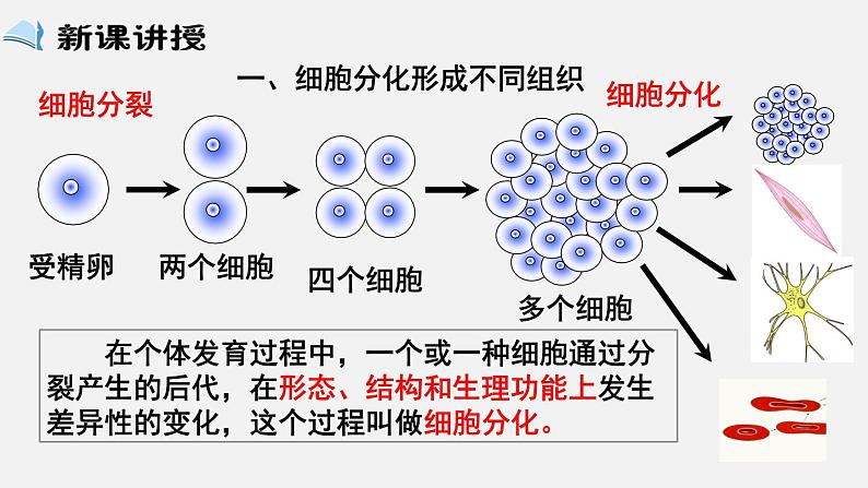 2023-2024学年七年级生物（北师大版）上册备课无忧 2.4.1 细胞分化形成组织（课件）02